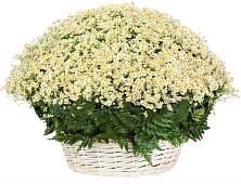 Цветочная композиция из Ромашки в корзине #REPLACE_PRED# Павлищево